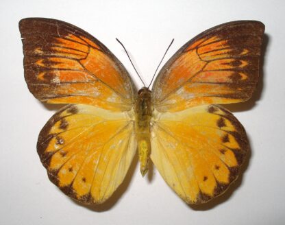 Hebomoia glaucippe detanii