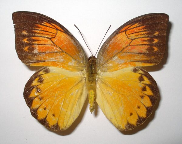 Hebomoia glaucippe detanii