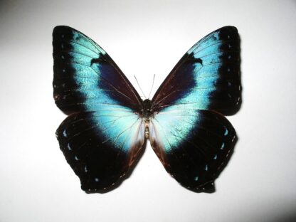 Morpho cisseis