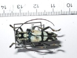 Cerambycidae sp.1