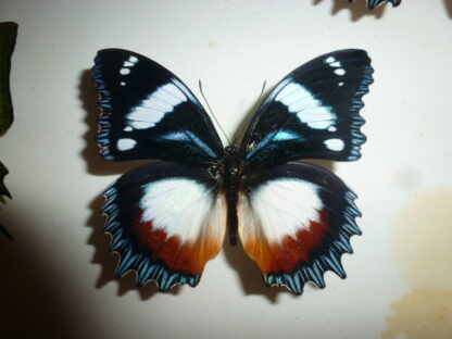 Hypolymnas dexithea