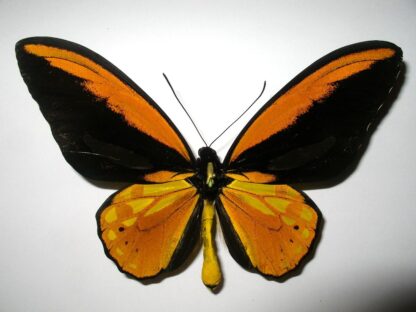 Ornithoptera croesus wallacei