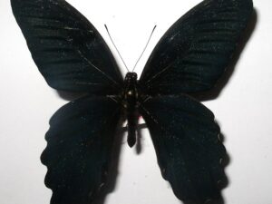 Papilio thaiwanus