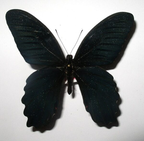 Papilio thaiwanus