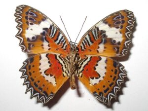 Cethosia hypsea