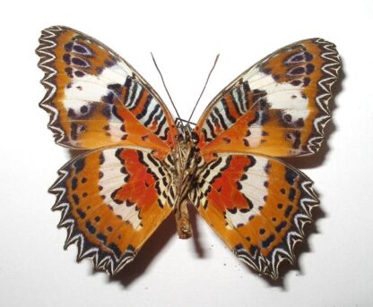 Cethosia hypsea