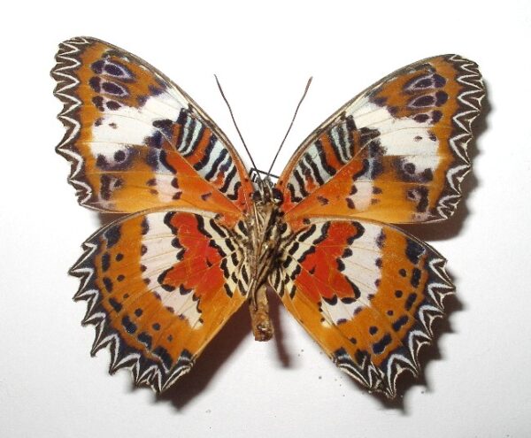 Cethosia hypsea