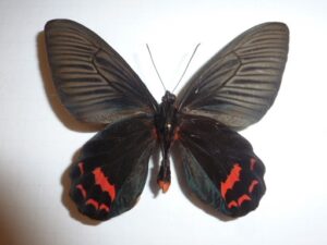 Atrophaneura dixoni