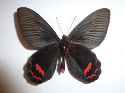 Atrophaneura dixoni