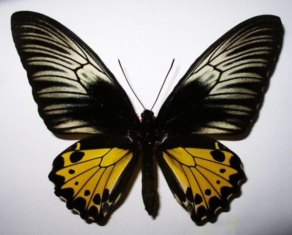 Troides helena hephaestus