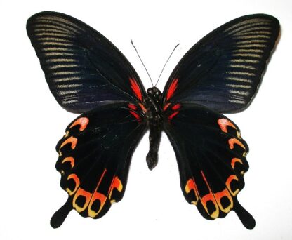 Papilio deiphobus