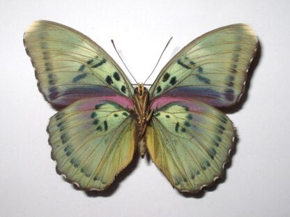 Euphaedra sp.1