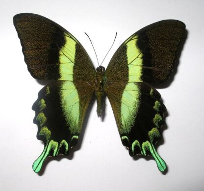 Achillides blumei