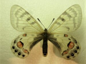 Parnassius chartonius kabiri