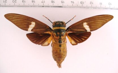 Zikade sp.7