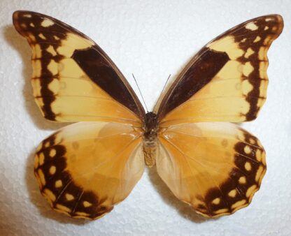 Morpho rhetenor cypris