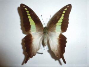 Graphium codrus medon