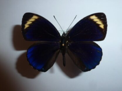 Callicore casta