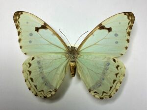 Morpho laertes