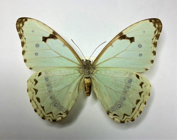 Morpho laertes