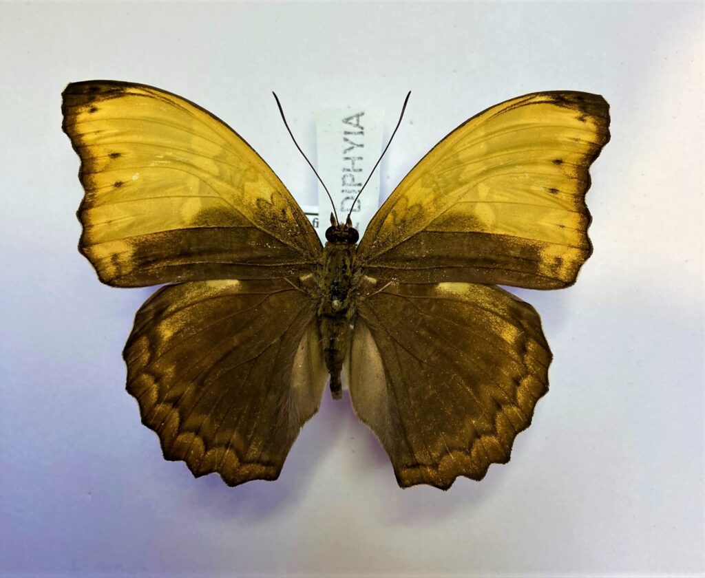 Cymothoe haynae diphia