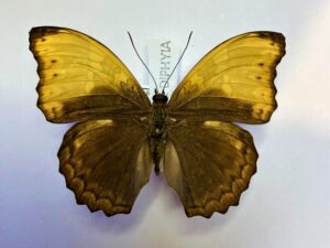 Cymothoe haynae diphia