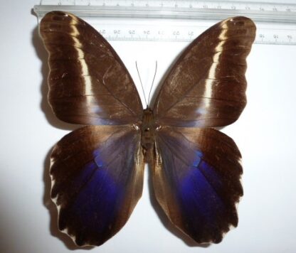 Caligo superbus