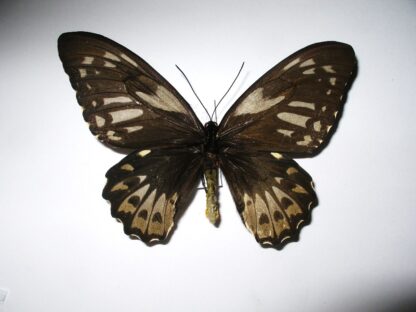 Ornithoptera priamus cealestis