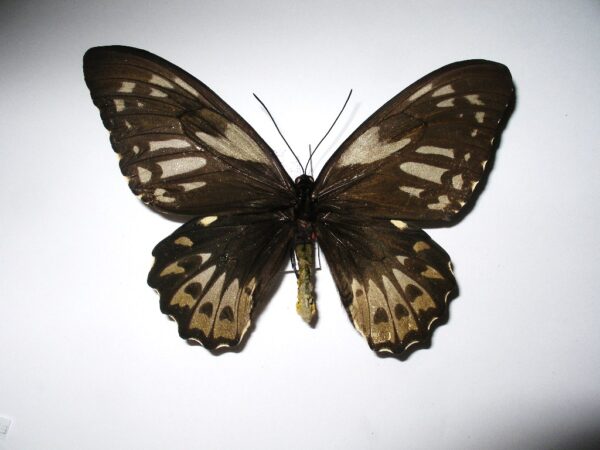 Ornithoptera priamus cealestis