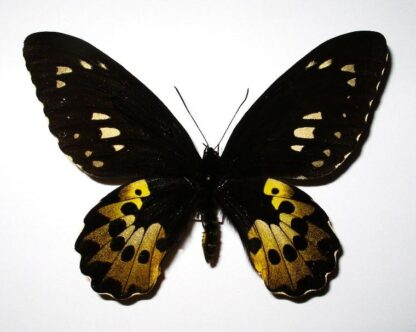 Ornithoptera rothschildi