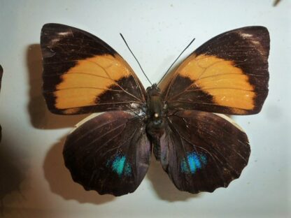 Agrias amydon zenodorus