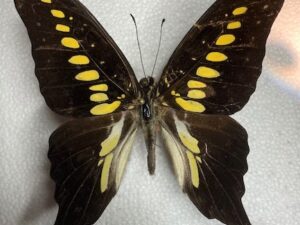 Graphium mendana