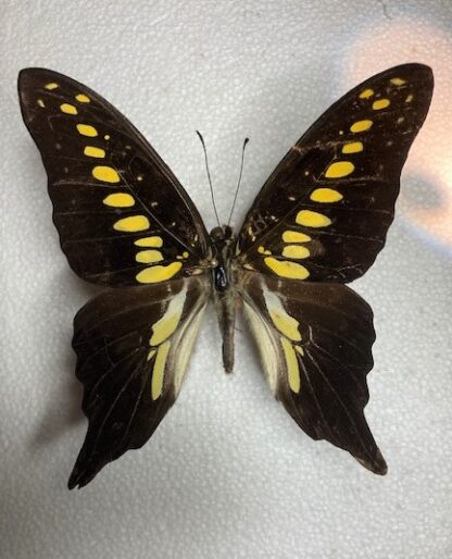 Graphium mendana