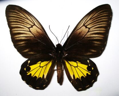 Troides oblongomaculatus papunensis