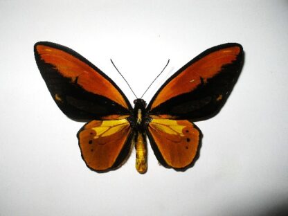 Ornithoptera croesus lydius
