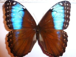 Morpho helenor marinita