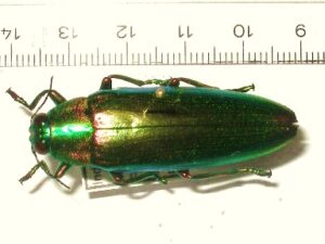 Chrysochroa fulminans ?