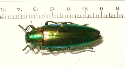 Chrysochroa fulminans ?