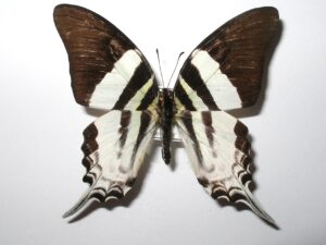 Graphium dorcus