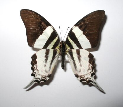 Graphium dorcus