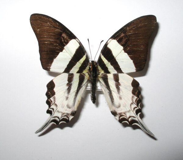 Graphium dorcus