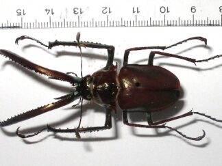 Chiasognathus granti