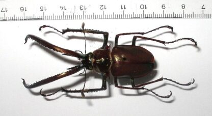 Chiasognathus granti
