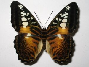 Parthenos sylvia