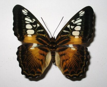 Parthenos sylvia