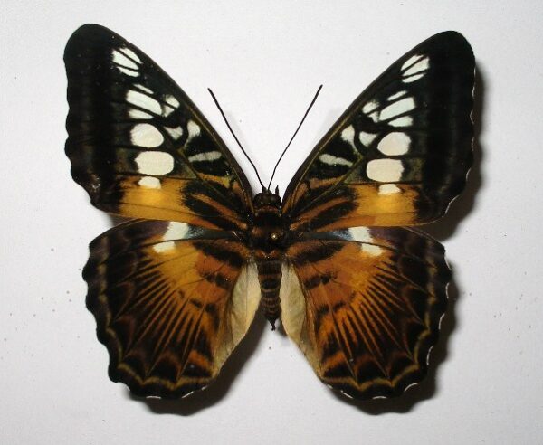 Parthenos sylvia
