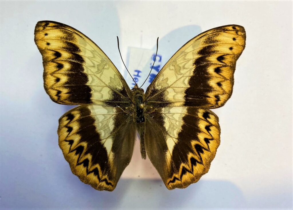 Cymothoe herminia