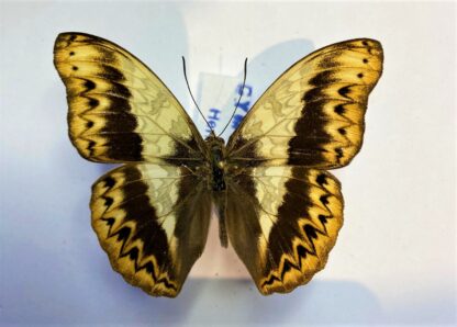 Cymothoe herminia