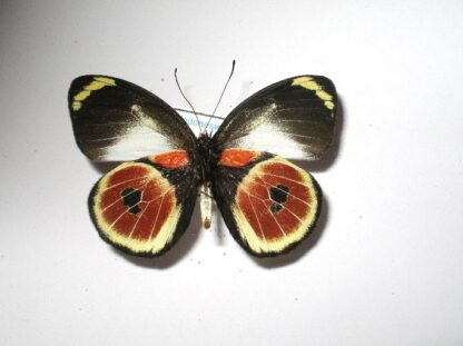 Delias castaneus