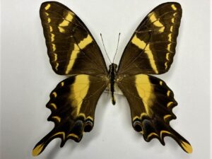 Papilio machaonides